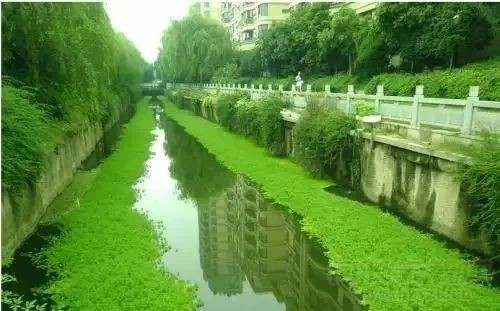 水生态修复植物水质净化能力概述