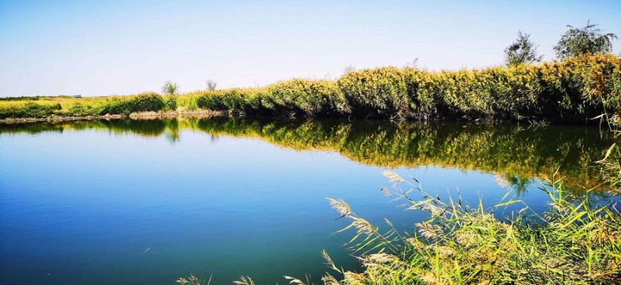 湿地的生态修复与保护