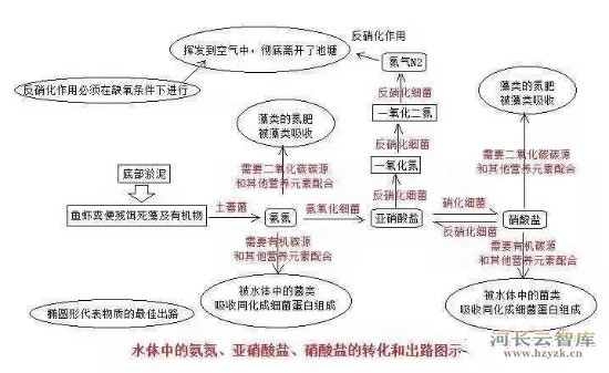 浅水快流的水体中藻类的主要生态作用