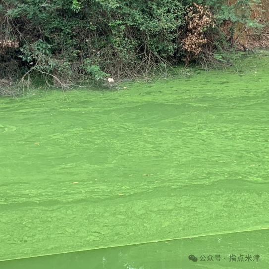 蓝藻水华暴发的原因/机制就是这么简单