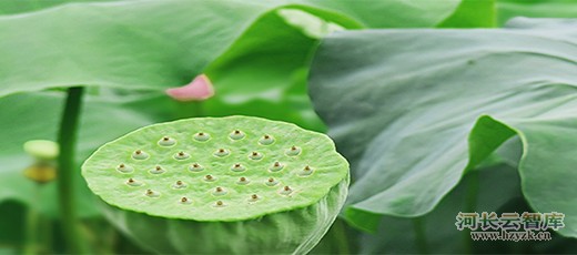 河道生态治理水土保持技术