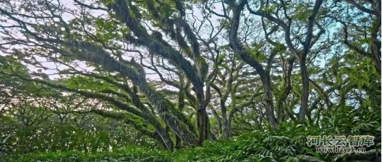 书写绿色发展的巾帼担当——中国妇女在美丽中国建设中奉献实干