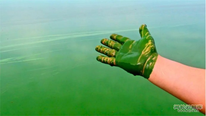 春季回暖警惕蓝藻暴发，筑牢河湖生态防线