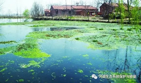 湖泊富营养化成因