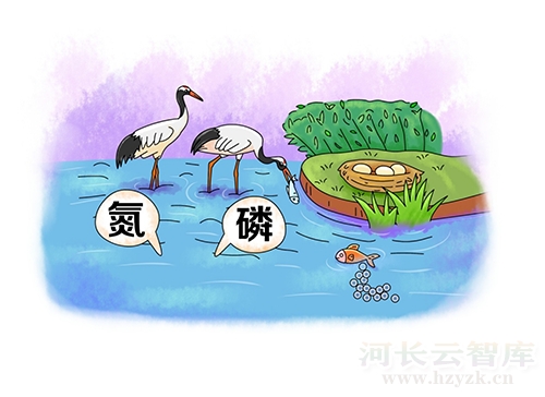 湿地对水生态环境有什么作用？